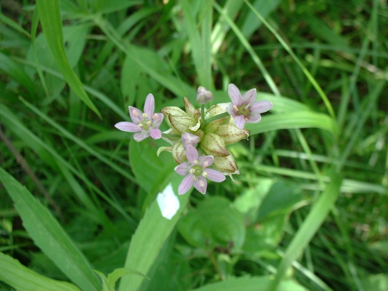Allium canadense